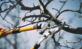 Poda de árboles podadores profesionales