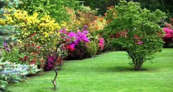 Limpieza de Jardines: Transformamos Tu Espacio Verde Limpieza de Jardines, Tu Espacio Verde